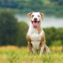 Paul & Hunter | Vienna, Austria