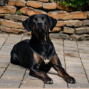 Melanie, Matthias & Buck | Hassfurt, Germany