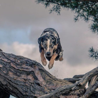 JumpingJackFlash JumpingJackFlash