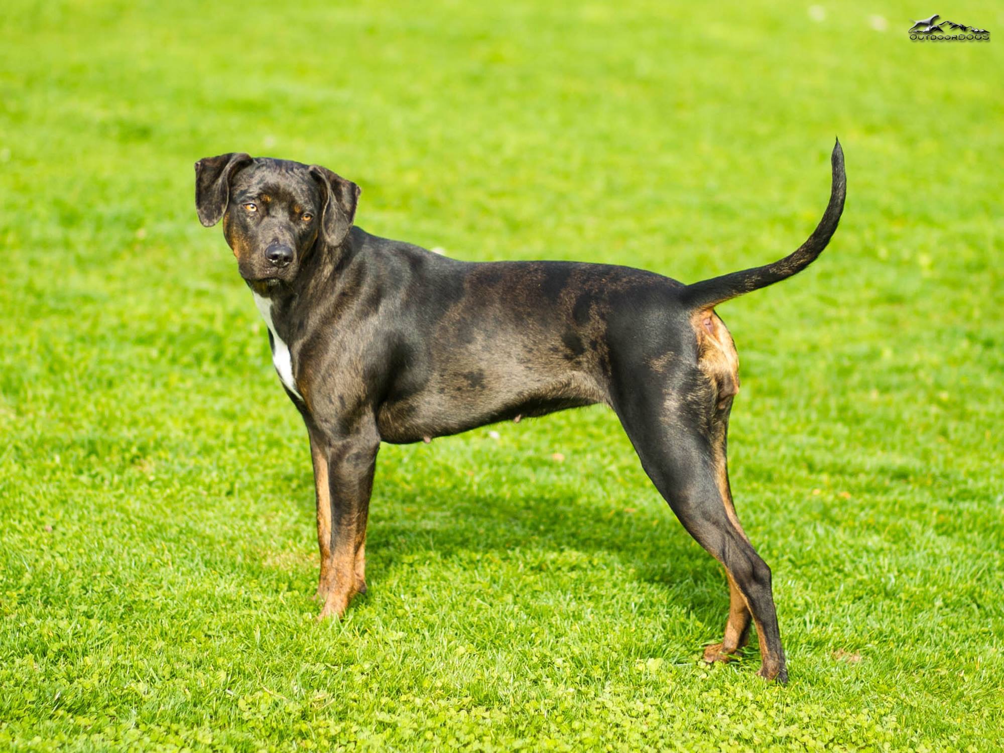 Cats Cradles Spitfire