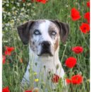 Simone, Mario & Summer | Hessen, Germany