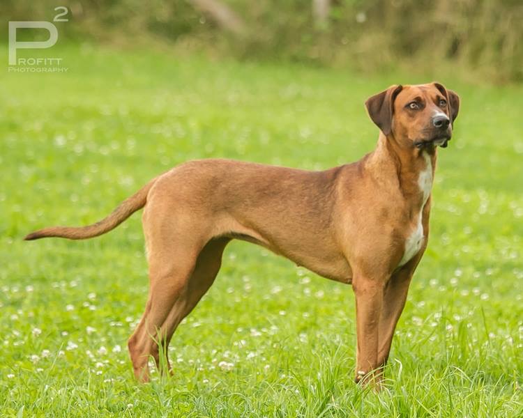 Cardies Bootie Bootz