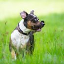 Fleur, Felix & Flow | Netherlands