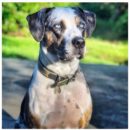 Lara, Ben, their boys & Kracken, Brewdog | New Forest, United Kingdom