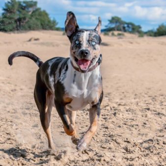 img_9376 Jumpin Jack Flash