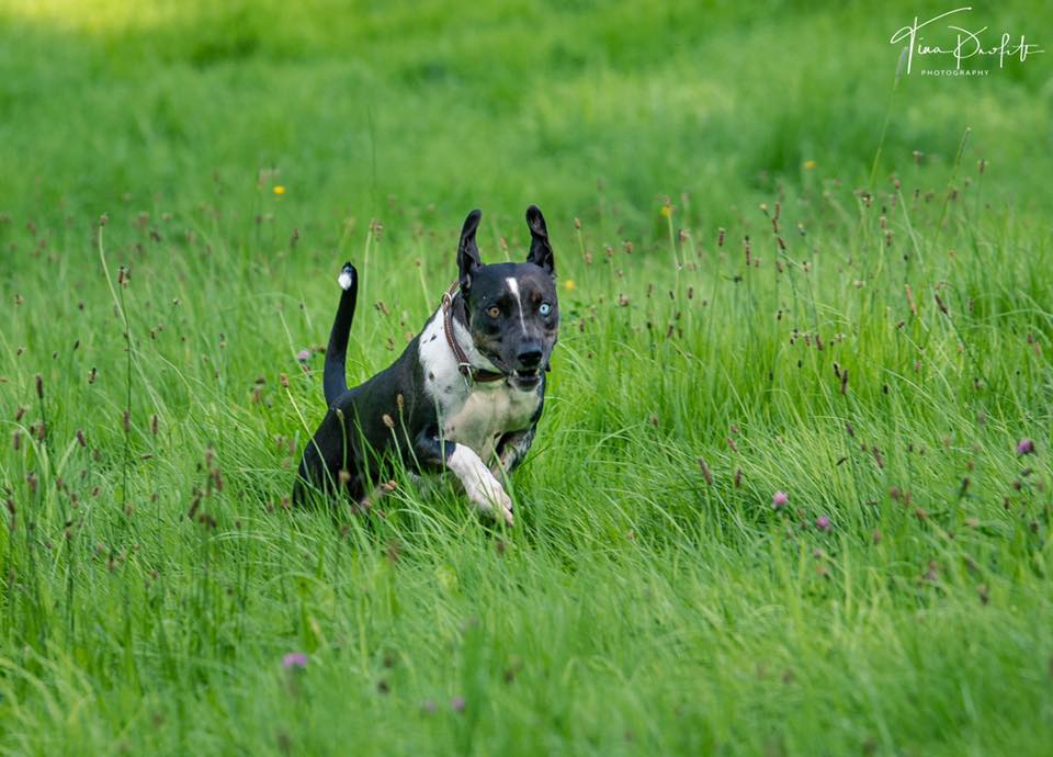 Phoenix Risings Minox