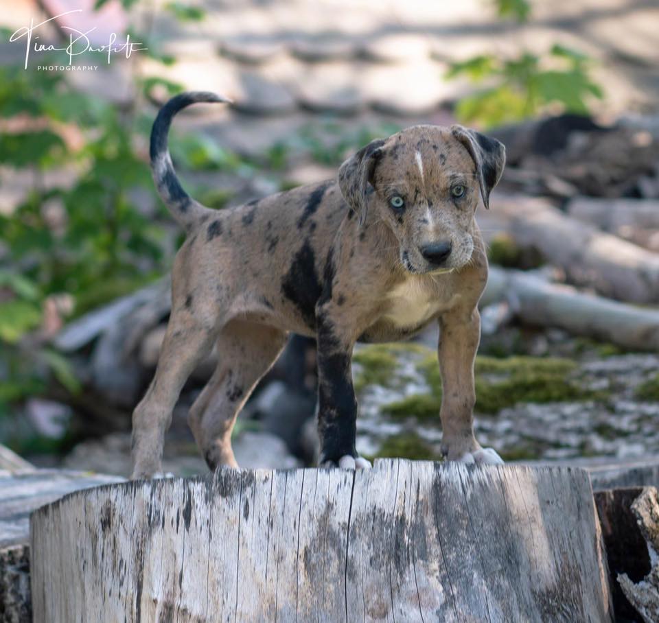 Phoenix Risings Piper