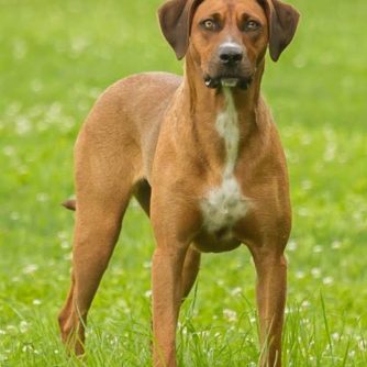 26903782_1233279433472841_5459821464072338464_n