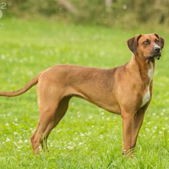 26991592_1233279476806170_30338487836770746_n