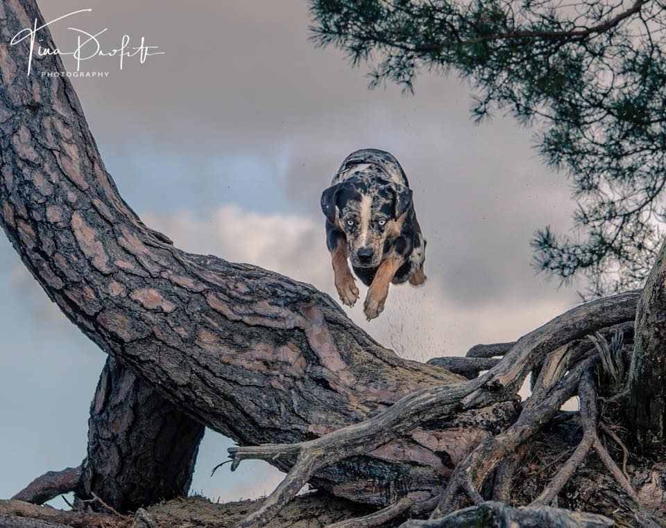 Phoenix Risings Jumpin` Jack Flash