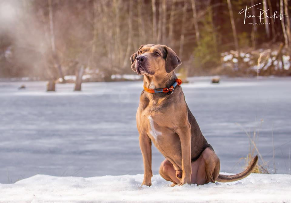 Cats Cradles Hancock