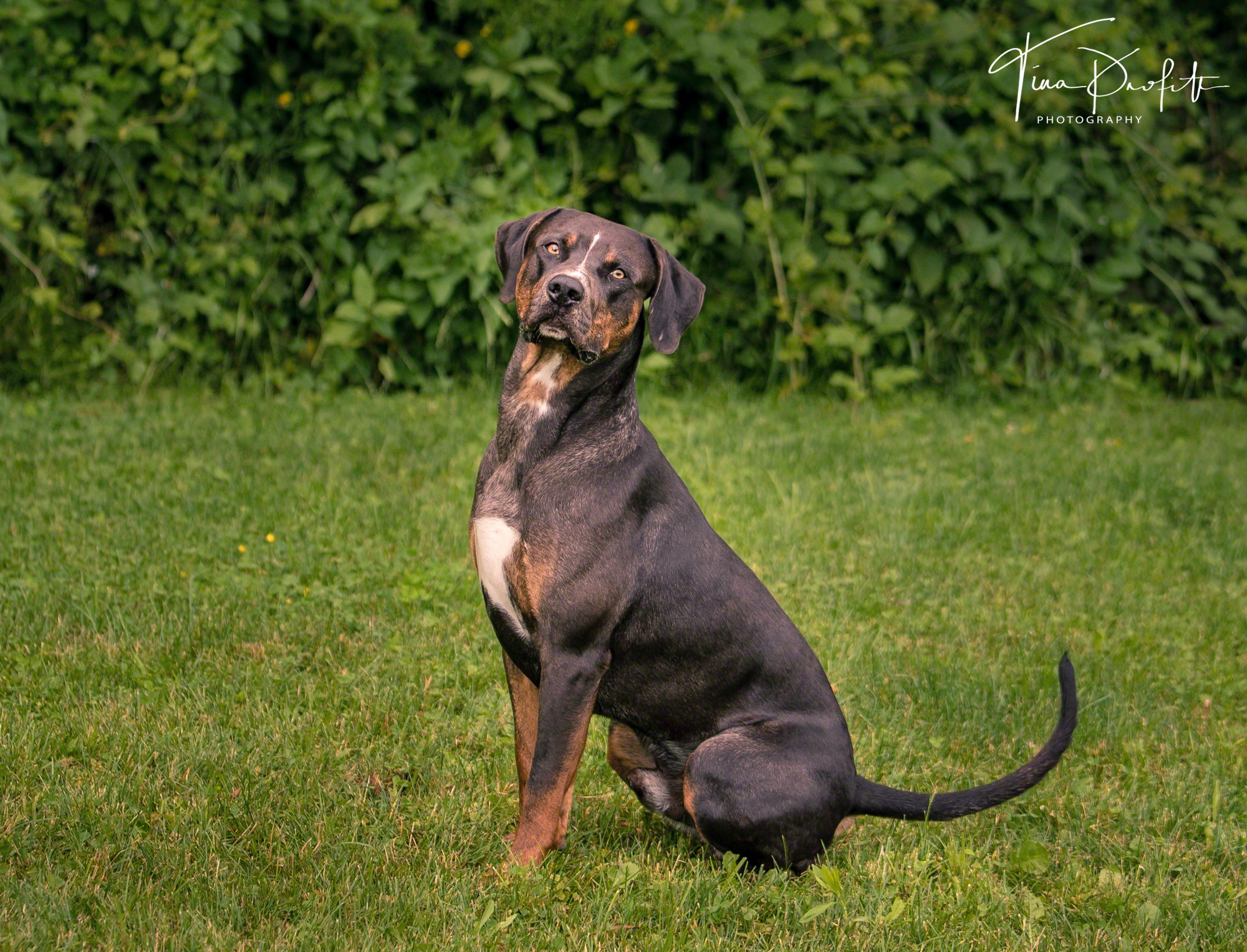 Phoenix Risings Ruger