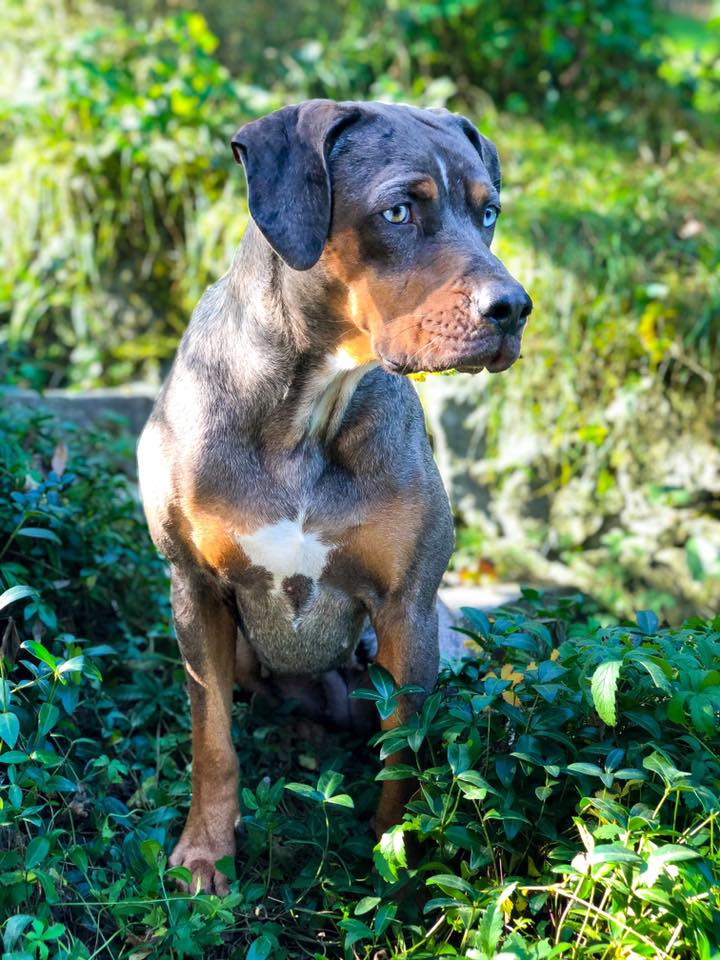 New Forests Silver Fox