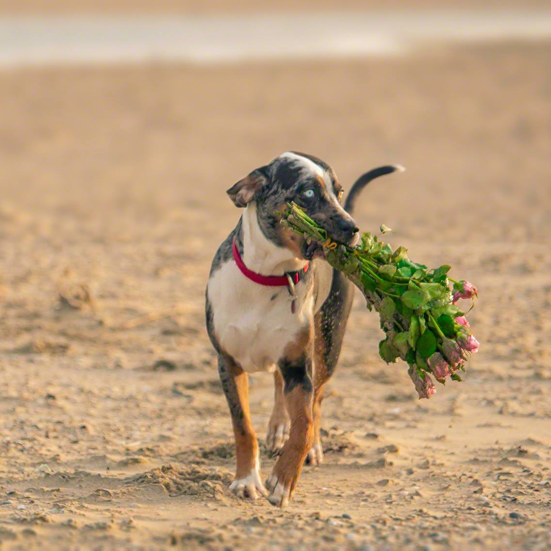 41410704_1421514594649323_8833742306092777472_o-1