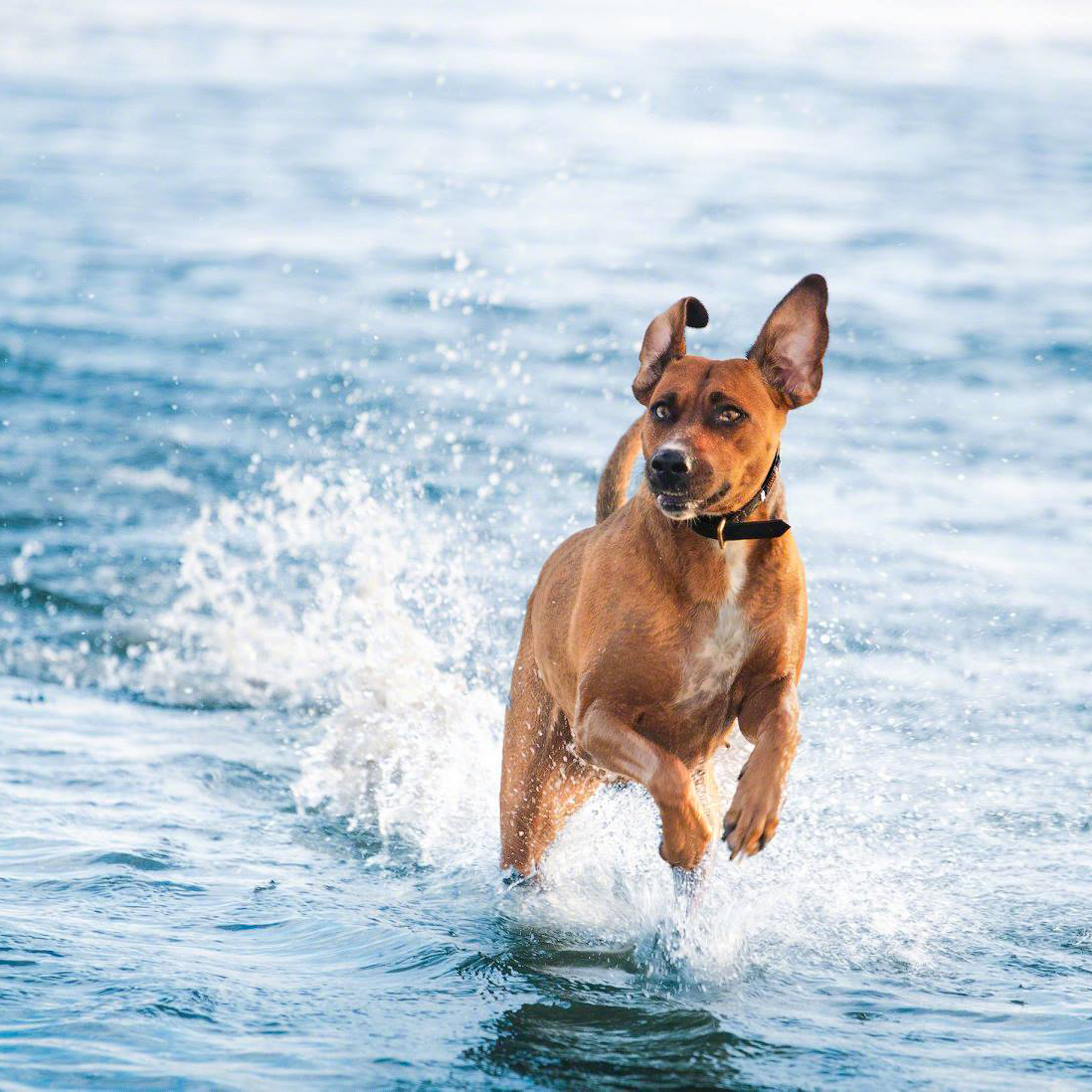 41672025_1423464764454306_6579945242420576256_o-1