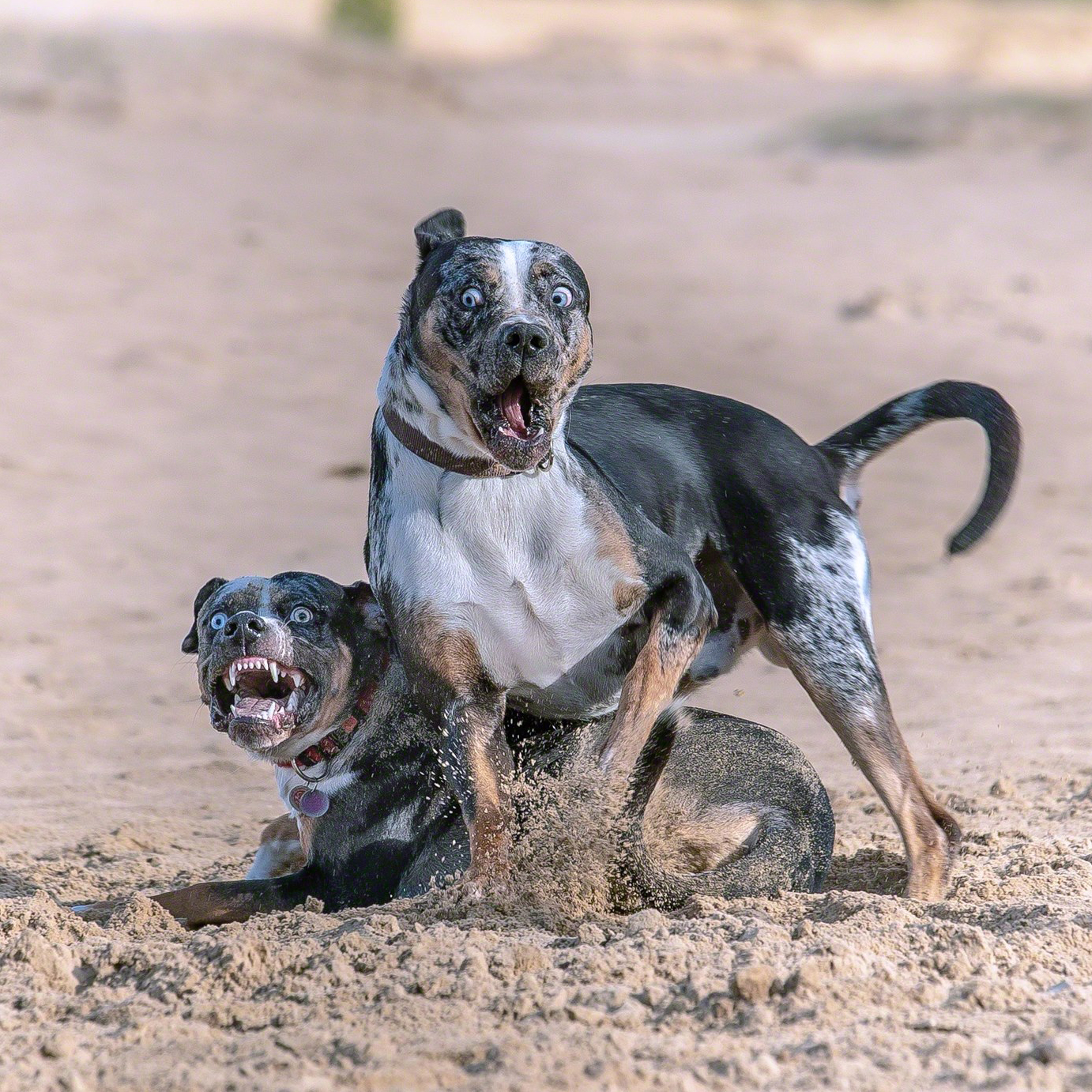 44934015_1455546511246131_1499312657138712576_o-1