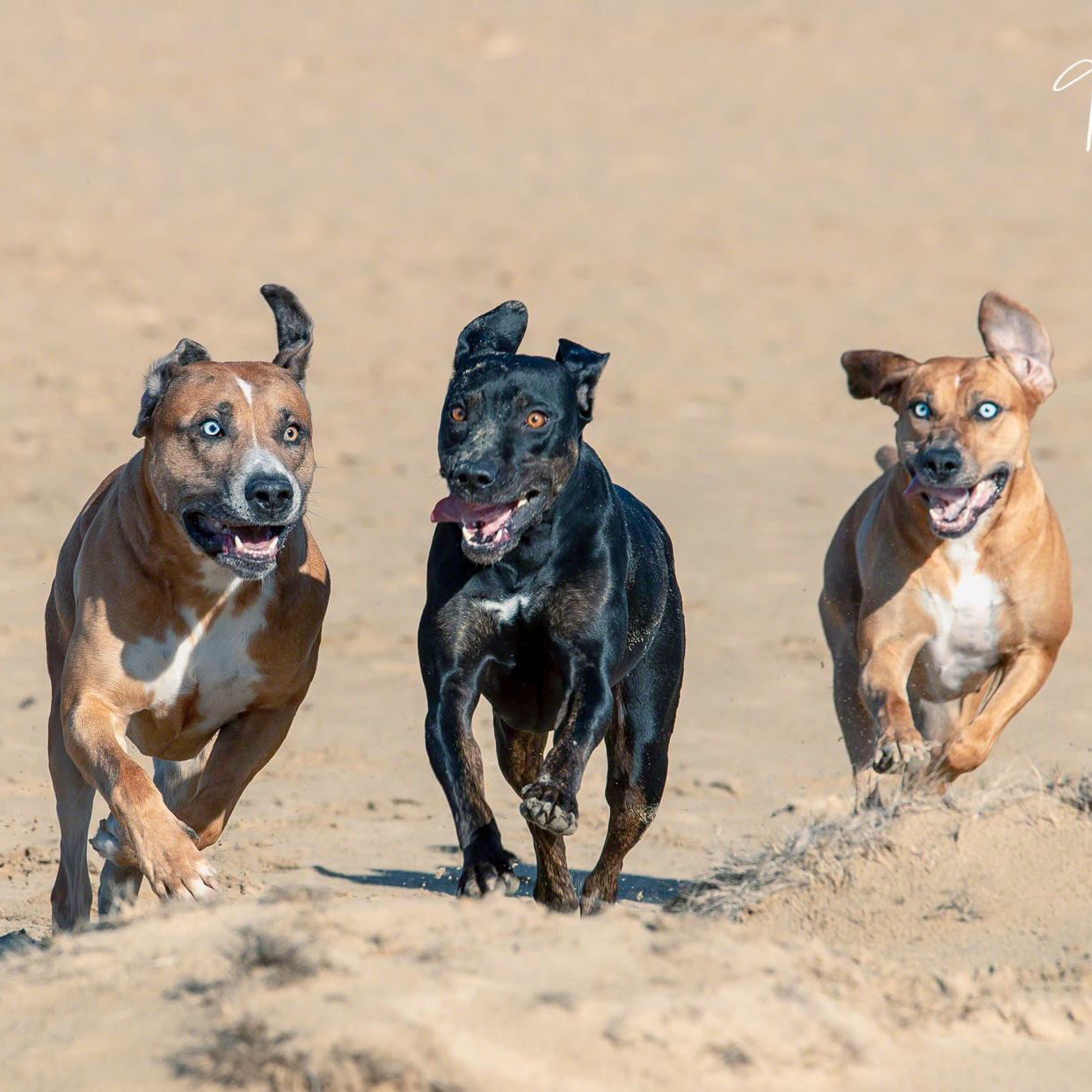 45054136_1457344091066373_5220466507007393792_o-1