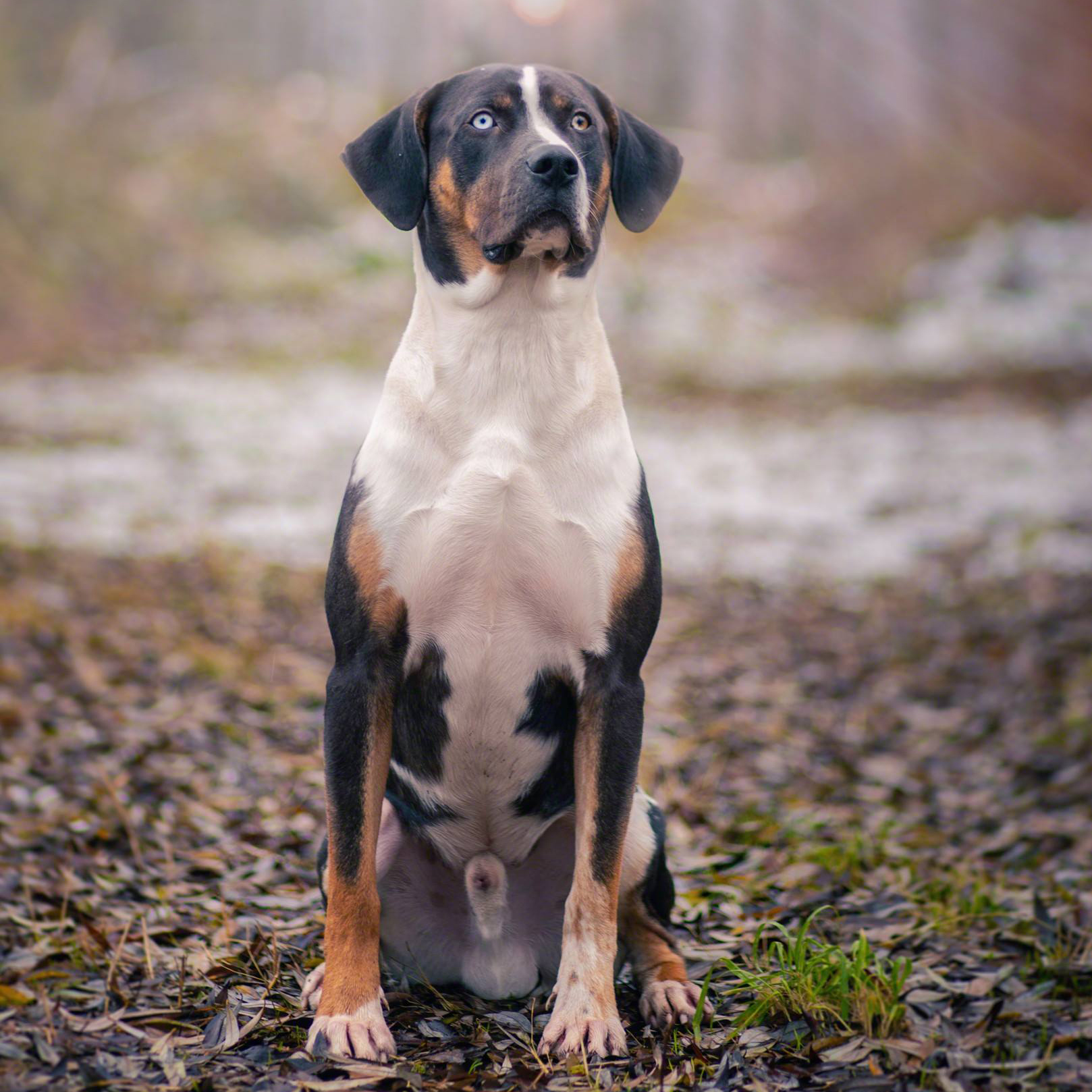 46787283_1478998678900914_1057714797052690432_o-1