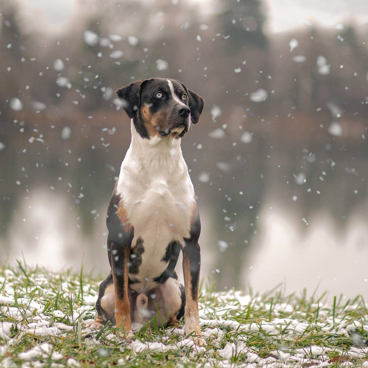 46855677_1478590672275048_2507254658746023936_o-1